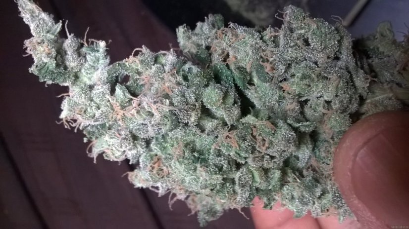 Acapulco Gold – feminizovaná semínka 5ks Barney´s Farms