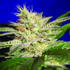 Sheherazade 10 ks, feminizované semená Paradise Seeds