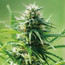 Sweet Tooth Auto – 3ks autoflower semínka Barney Farms