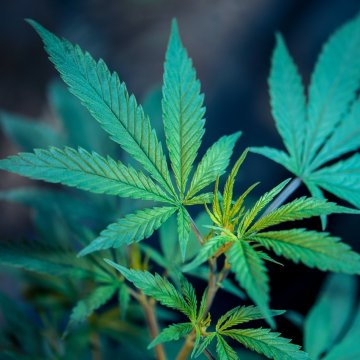 Aký je rozdiel medzi CBD získaným z konope a marihuany?