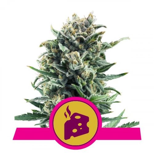 Blue Cheese - feminized seeds 5 pcs Royal Queen Seeds