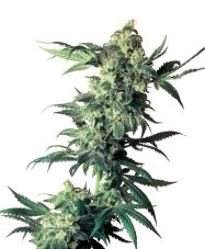 Northern Lights - reguläre Samen 10 Stück Sensi Seeds