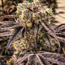 Ethos Genetics M.C. Nuggets R1 Feminized Seeds, 5 pcs