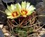 Kaktus šenil (rastlina: Astrophytum šenil) - 6 semien kaktusu