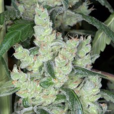 Kaliman Seeds Marley's Cheese feminizované semená