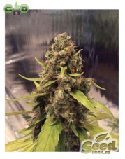 CBD Crew CBD 3D regulérní semena