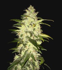T.H. Seeds Chocolate Chunk feminizované semená
