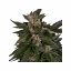 Royal Critical Automatic - feminized And autoflowering seeds 10 pcs Royal Queen Seeds
