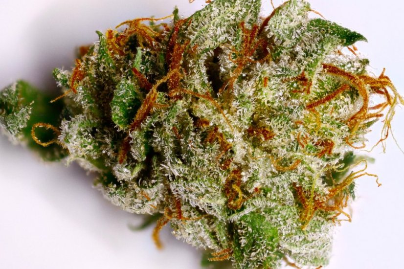 OG Kush - nasiona feminizowane 3szt. Humboldt