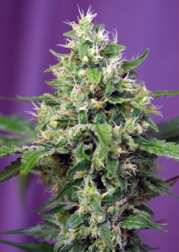 Blow Mind Auto - Feminized and self-renewing seeds 5 pieces of Sweet Seeds