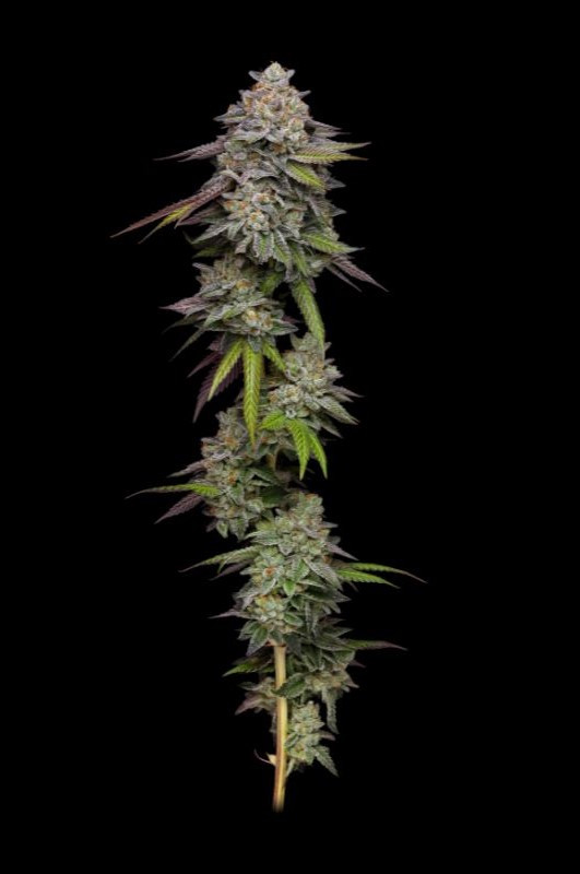 Paradise Seeds x Compound Genetics Double Stack - feminizovaná semena 5 ks