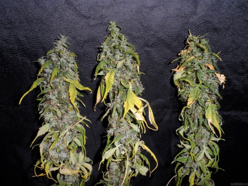 Northern Light - feminizovaná semínka 10 ks Royal Queen Seeds