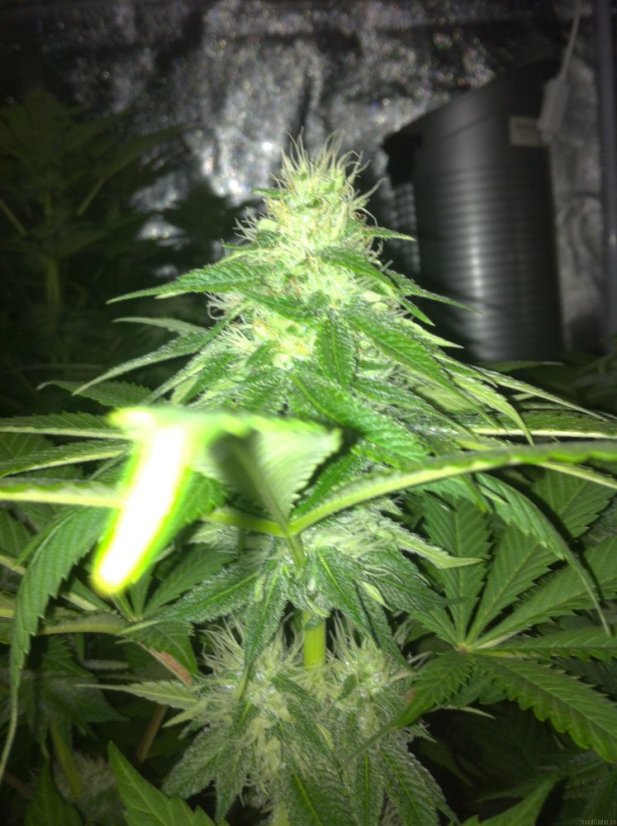 Vanilla Kush – feminizované semienka 10 ks Barney's Farm