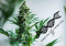 Why Cannabis Differs So Much: Genotype, Phenotype, and Chemotype