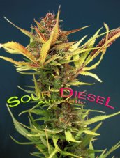 Sour Diesel Auto - fem. And autoflower seeds 5pcs Dinafem