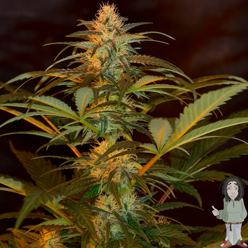 Jack 47 Fast Version - feminizovaná semínka 3 ks Sweet Seeds