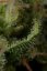 Critical Jack 10 ks feminizované semienka Dinafem