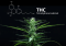 THC Content in Cannabis - What Percentage Is Too High?
