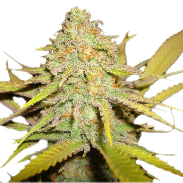 O.G. Kush - feminizovaná semínka 5 ks Royal Queen Seeds