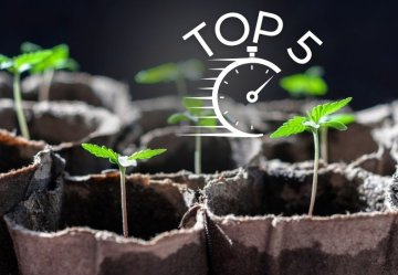 Top 5 am schnellsten wachsende CBD-Sorten