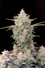 Original Skunk Auto Feminizowane Nasiona - 1