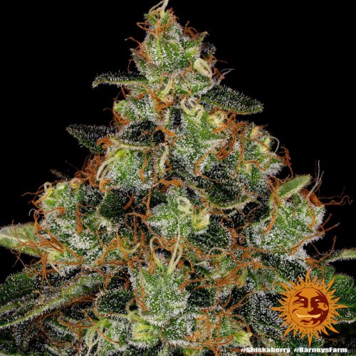 Shiskaberry - feminizované semena marihuany 5 ks Barney´s Farm