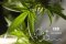 CBD and Cerebral Palsy