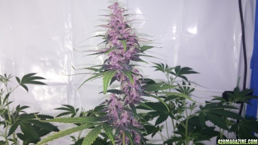 Dark Devil Auto - fem. a autoflowering semienka 10ks Sweet Seeds