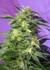 Killer Kush Auto - 5 nasion Sweet Seeds