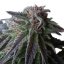 Special Queen n.1 - feminized seeds 10 pcs Royal Queen Seeds