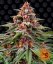Runtz Auto - autoflowering marijuana seeds 3 pcs Barney's Farm