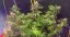 Blue Dream - feminizovaná semínka 3ks Humboldt