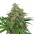 AK420 samonakvétací semena 5 ks Seedstockers