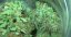 Blue Dream - feminizovaná semínka 3ks Humboldt