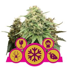 Feminized Mix - 3 feminizowane nasiona Royal Queen Seeds