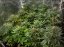 Jack 47 Fast Version - feminizované semienka 10 ks Sweet Seeds