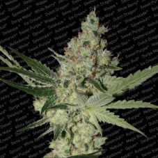 Acid - Feminized seeds 3 pcs Paradise Seeds