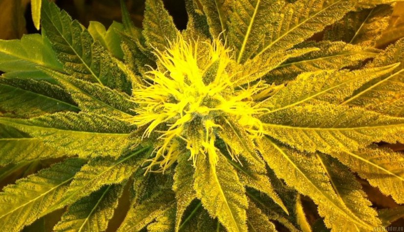 Vanilla Kush – feminizovaná semínka 5 ks Barney's Farm