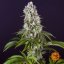 Tropicanna Banana - feminisierte Marihuana Samen 3 Stück Barney's Farm
