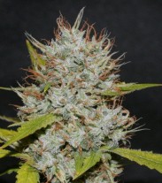 OG Kush - feminizovaná semínka 36ks Natural Seeds