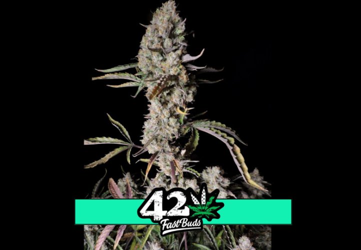Gorilla Zkittlez Auto - autoflowering marijuana seeds 3 pcs Fast Buds
