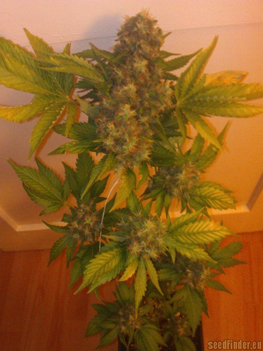 Haze Berry - feminizovaná semena 10 ks Royal Queen Seeds