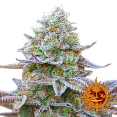 Gorilla Zkittlez - feminizované semienka 3 ks, Barney´s Farm