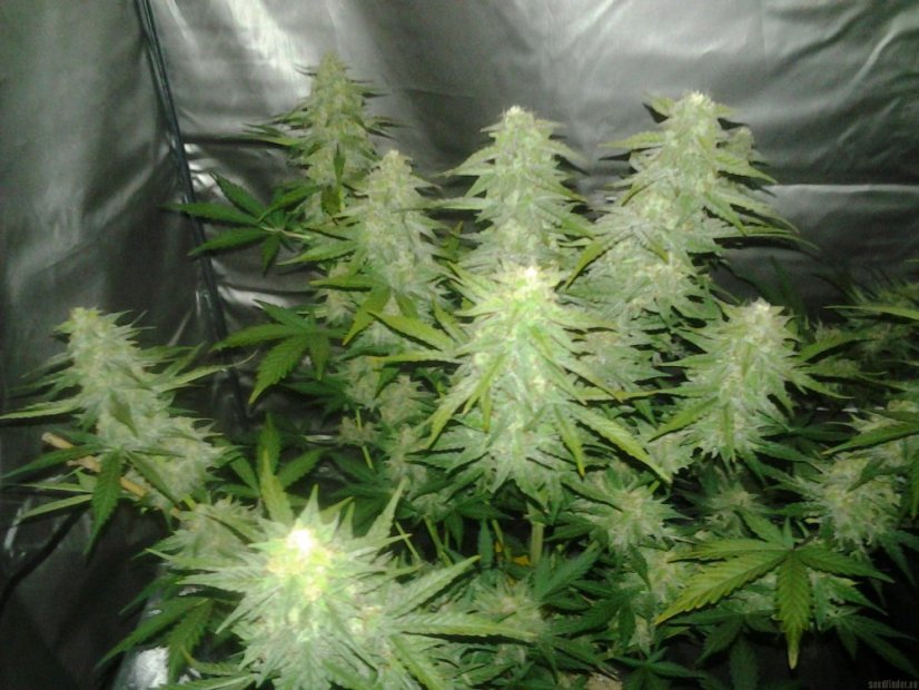 Royal Cheese Automatic - samokvitnúce semienka 3ks Royal Queen Seeds