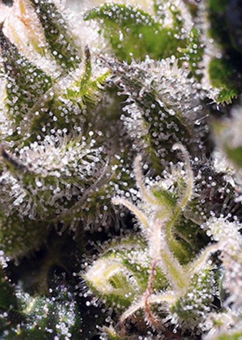 Cream Caramel Auto – samokvitnúce semená 10 ks Sweet Seeds