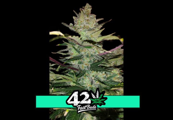 Green Crack Auto - samonakvétacie semená marihuany 3 ks Fast Buds