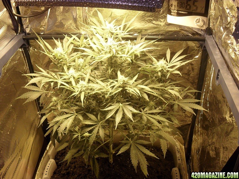 Royal Creamatic - samonakvétací semínka 3ks Royal Queen Seeds