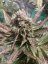 Icecream 3 ks, feminizované semená Paradise Seeds