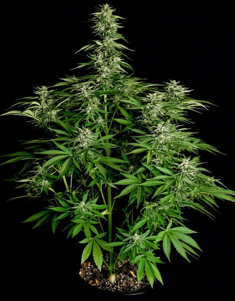 Hyperion F1 - autoflowering marijuana seeds 3pcs, Royal Queen Seeds