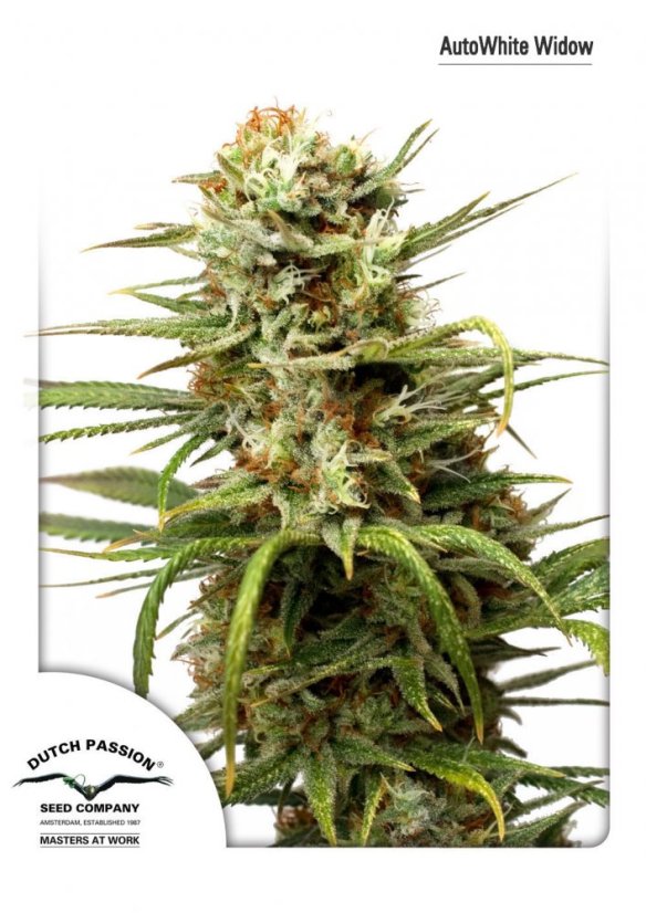 Auto White Widow®- samonakvétací semínka 3 ks Dutch Passion